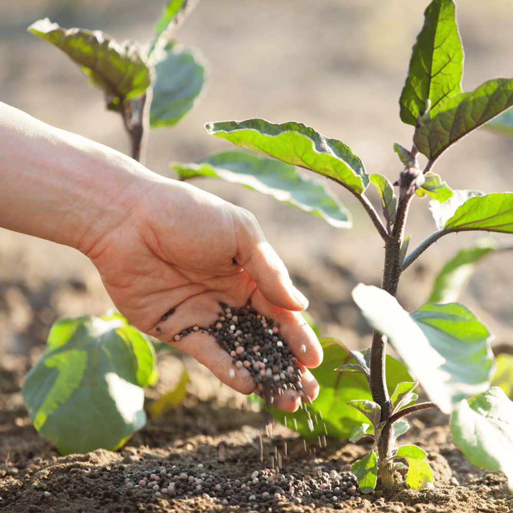 Organic Fertilizer